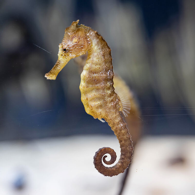 タツノオトシゴ(クロウミウマ？) タツノオトシゴ(クロウミウマ？)