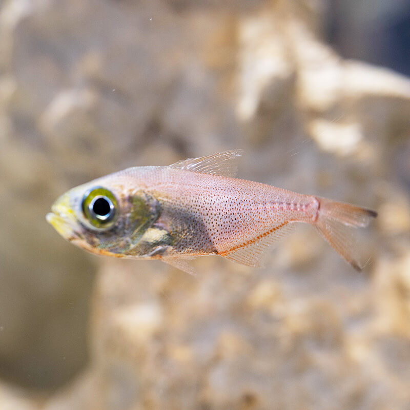 擬單鰭魚 動物圖鑑 Dmm Kariyushi水族館