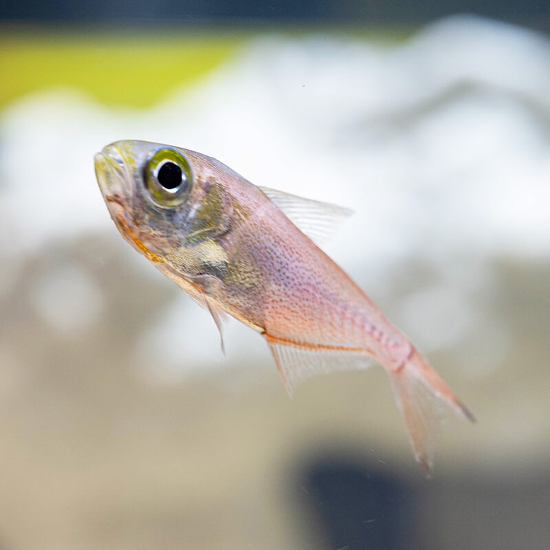 擬單鰭魚 動物圖鑑 Dmm Kariyushi水族館