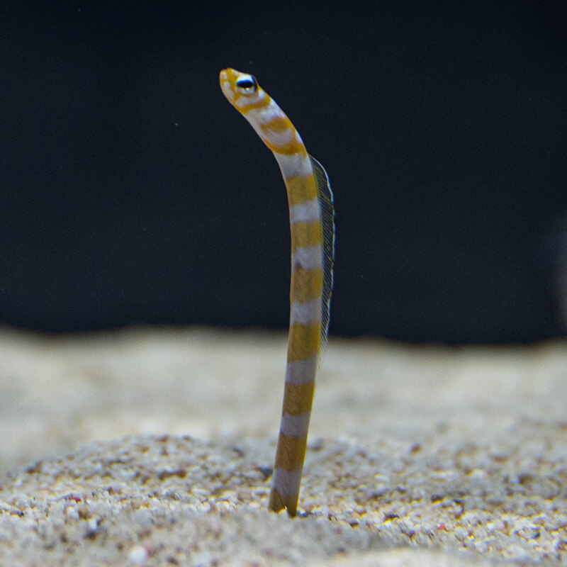 橫帶高氏康吉鰻 動物圖鑑 Dmm Kariyushi水族館