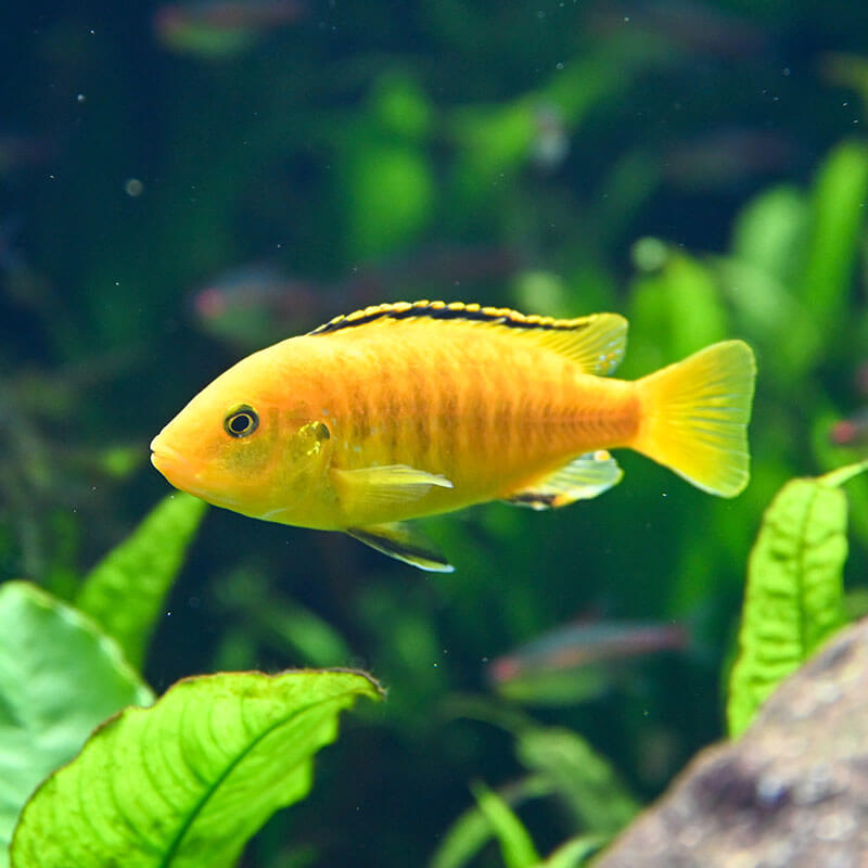 海水魚　淡水魚　観賞魚の飼育用品 新品もあります‼️ 淡水魚 金魚 姉金（別下） 5〜6cm± 9匹 【研究・実験用に】【生態観察