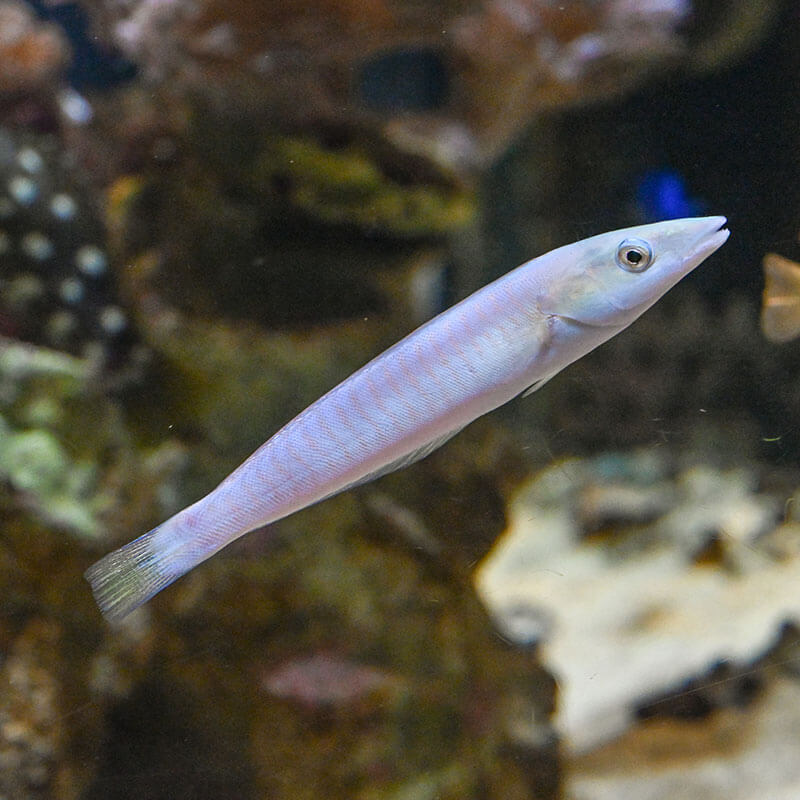 saltwater fish suppliers