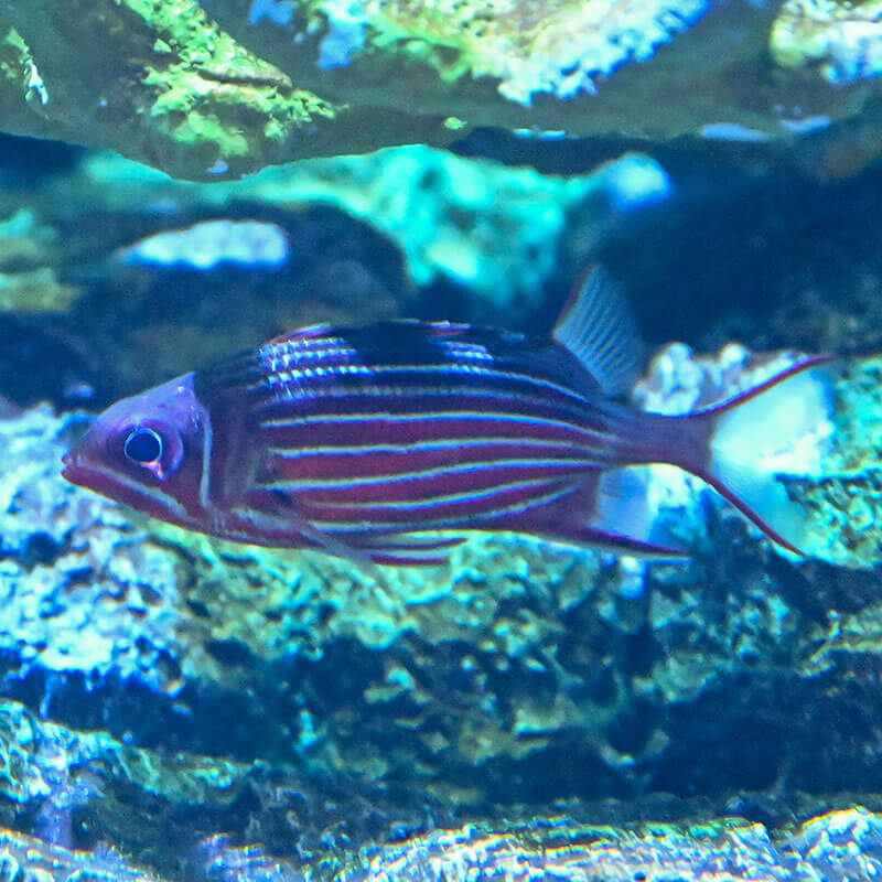 海水魚 エイラクブカ 一匹